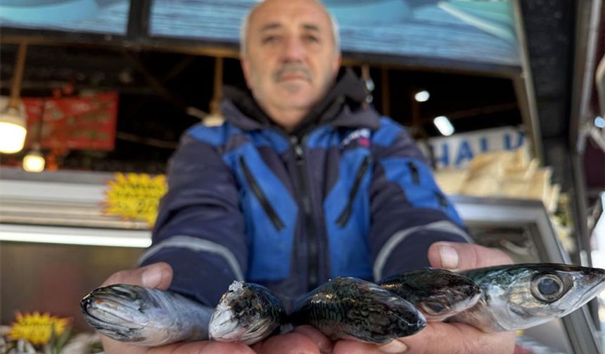 Karadeniz’de palamut sezonu yeniden açıldı