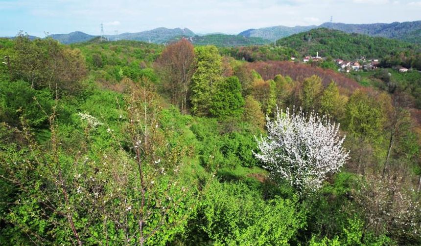 Zonguldak ormanlarında renk cümbüşü