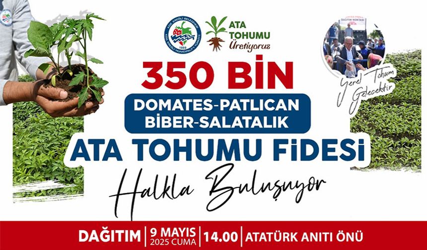 350 bin adet ata tohumu dağıtılacak