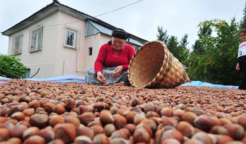 AB ülkelerine 12 bin 851 ton fındık gönderildi
