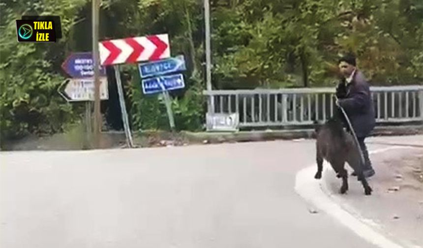 Yaşlı adam, domuzdan son anda kurtuldu!