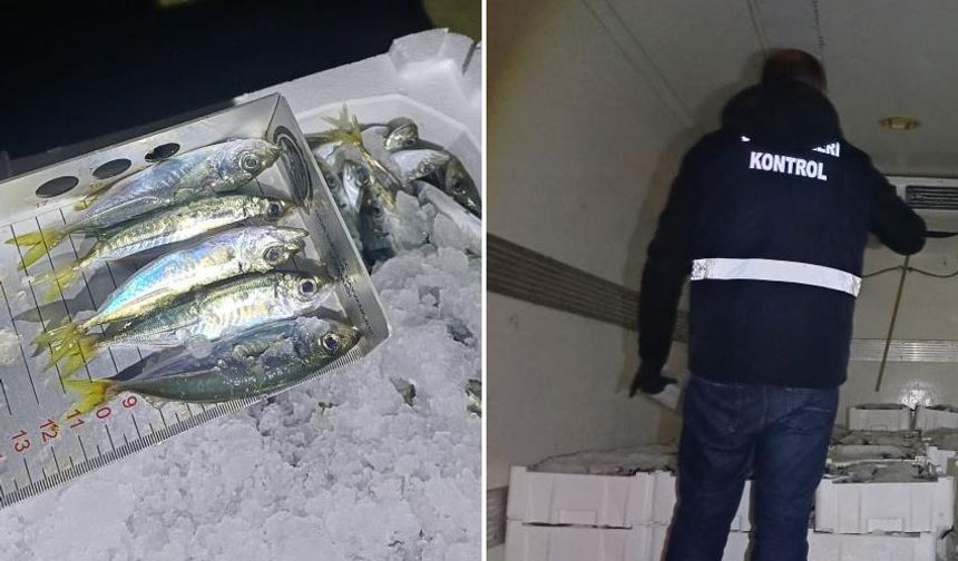 Akçakoca'da, bin 845 kilo istavrite el konuldu!