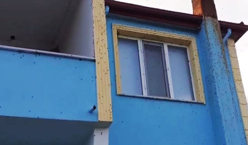 Kahverengi kokarca istilası kabusa dönüştü!
