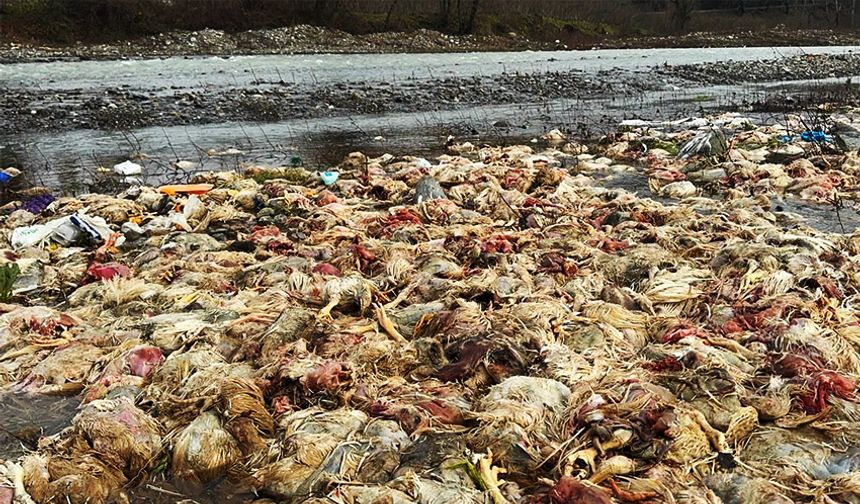 Alaplı'daki çayda, telef olmuş tavuklar bulundu!